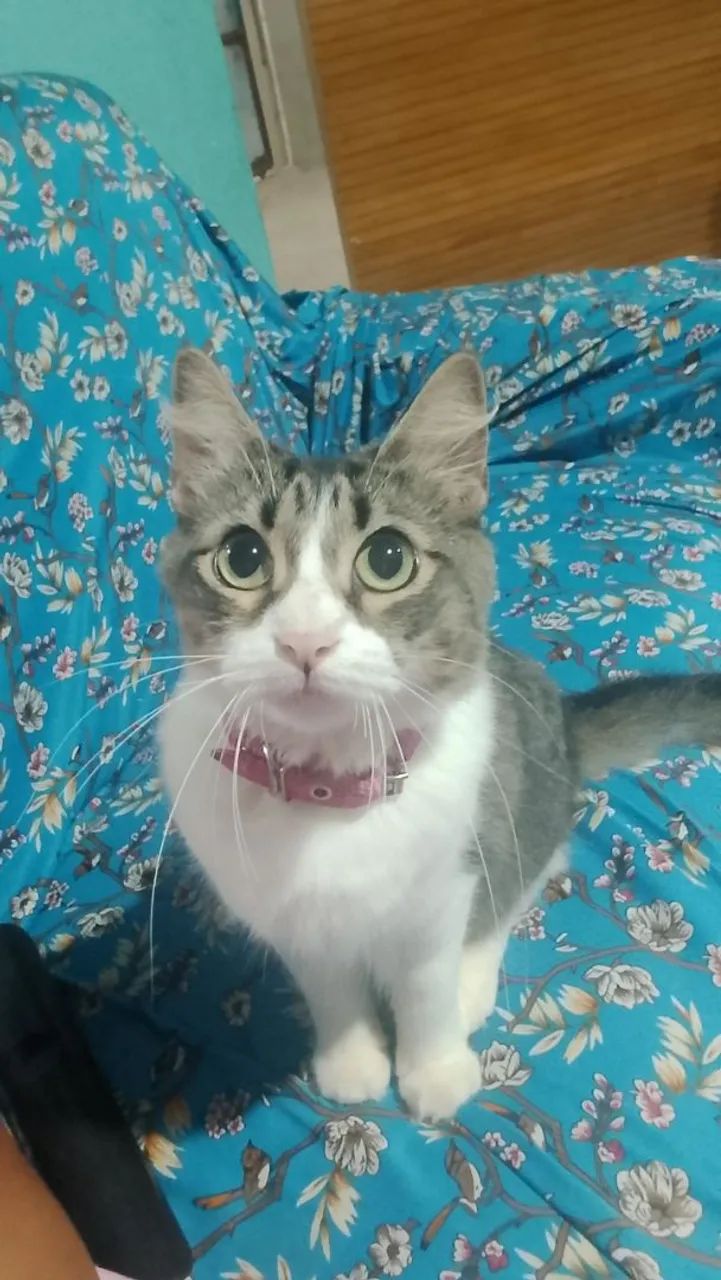 Adoção responsável  - Foto 2