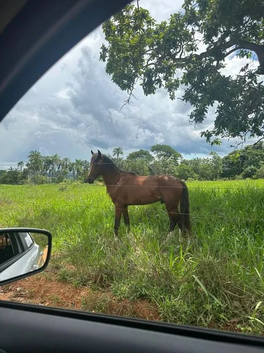 Cavalo Mangalarga Marchador - Foto 2