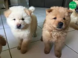 Filhotes de chowchow para adoção