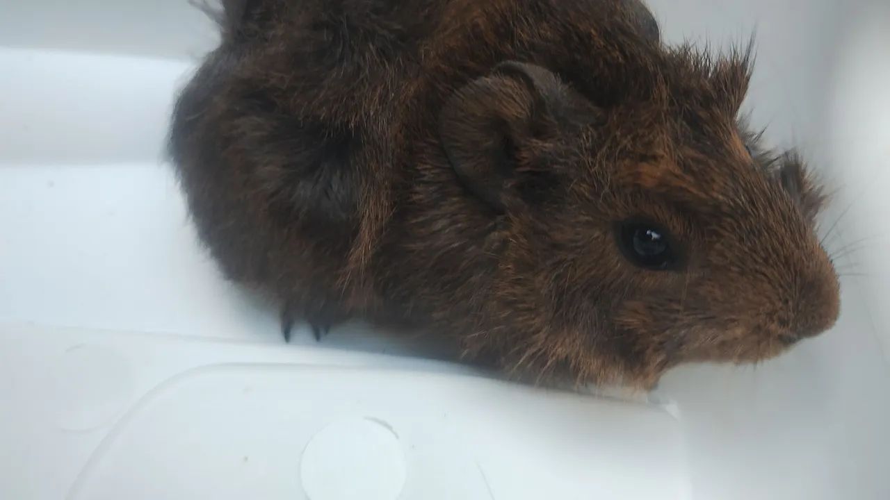 Vendo porquinha da índia 2 meses 50:00