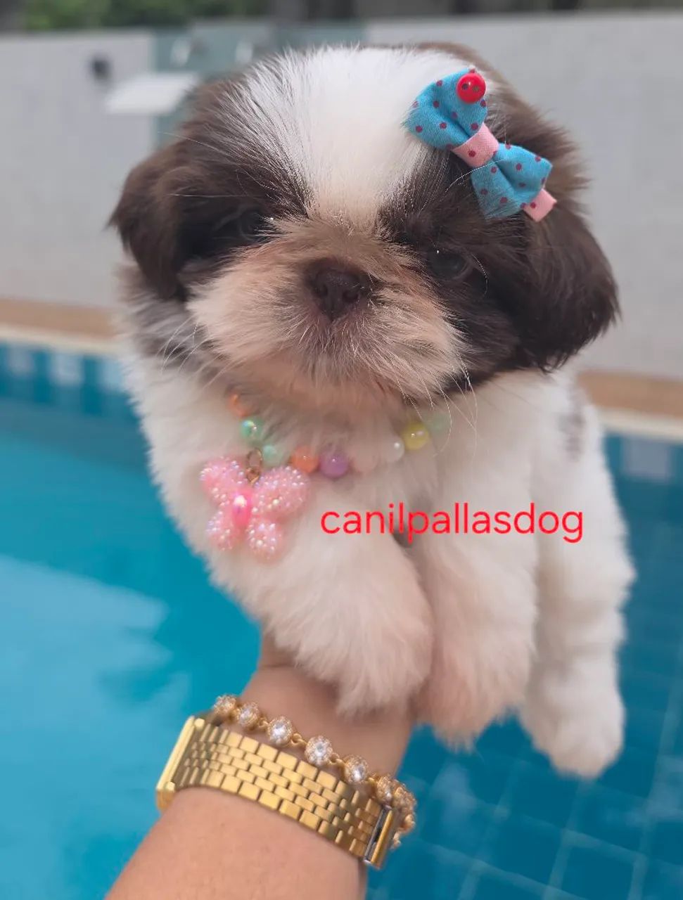 Shih tzu disponível para entrega . - Foto 6
