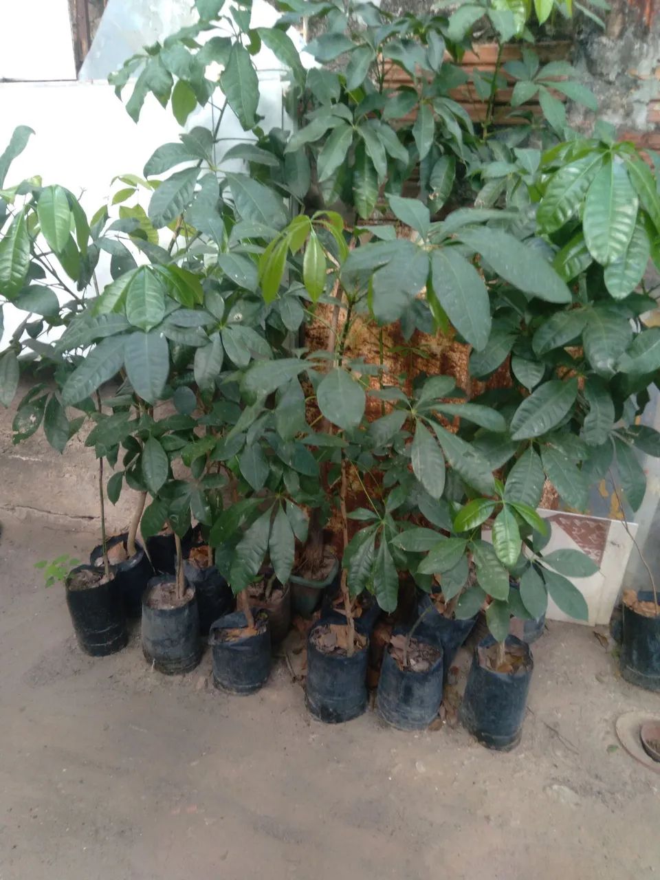 Muda de mogumba