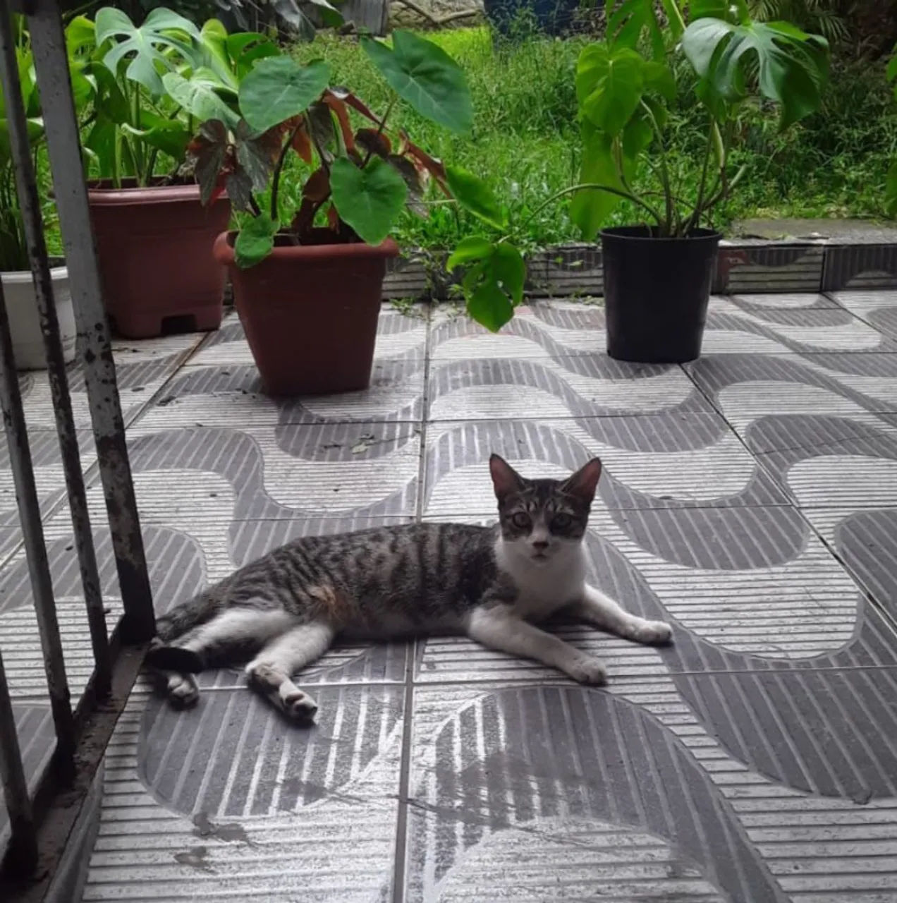 Gatinha charmoso para adoção