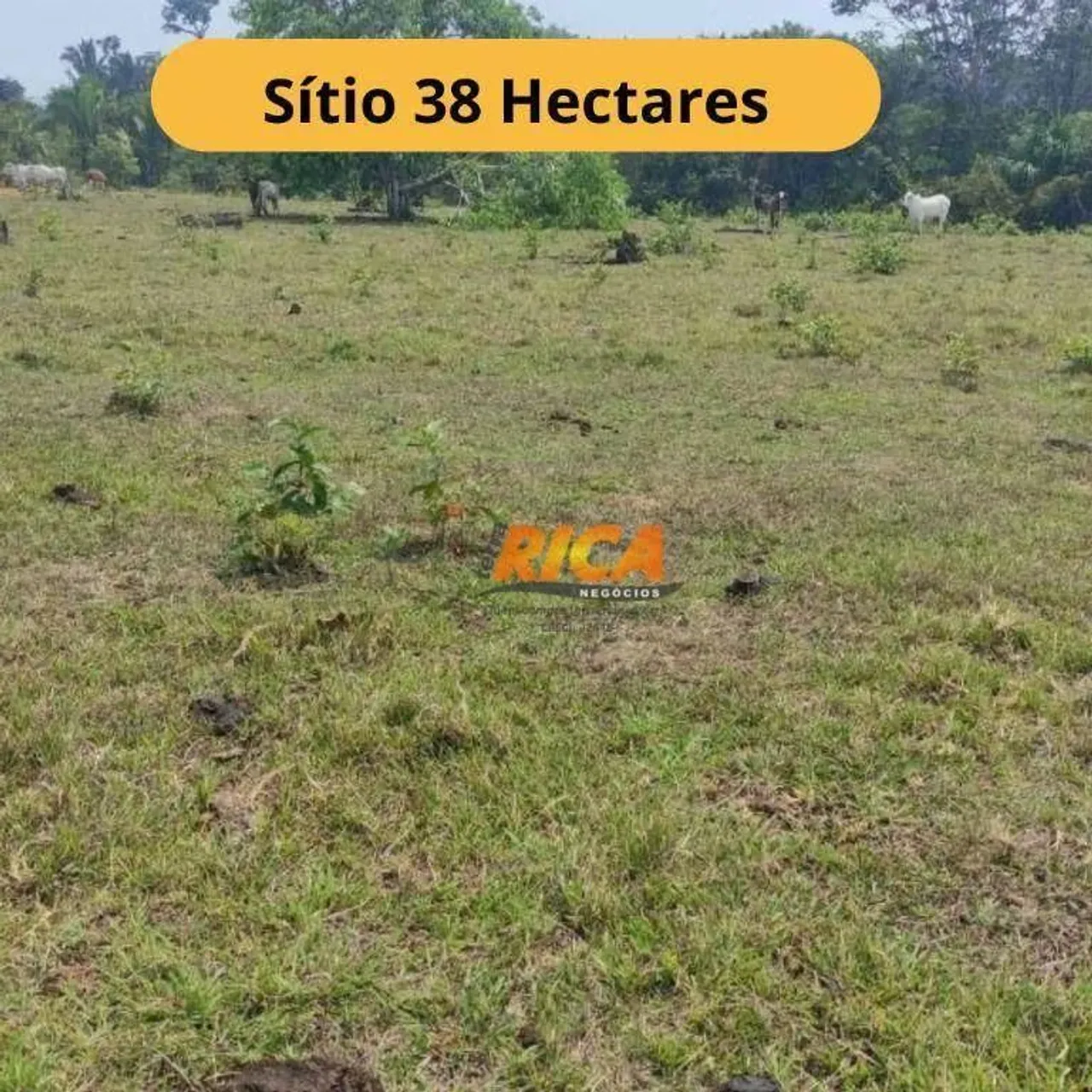Sítio à venda com 38 Hectares na Área Rural de Canutama/AM