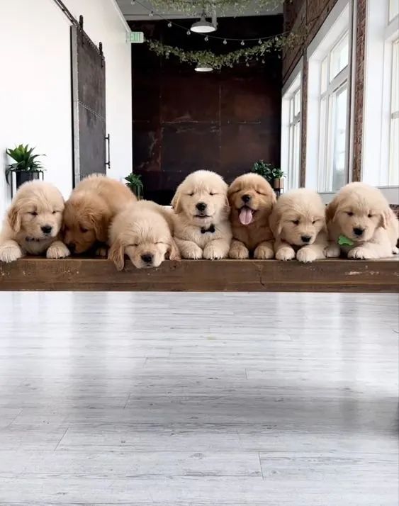 Golden Retriever - Doçura e  Inteligência