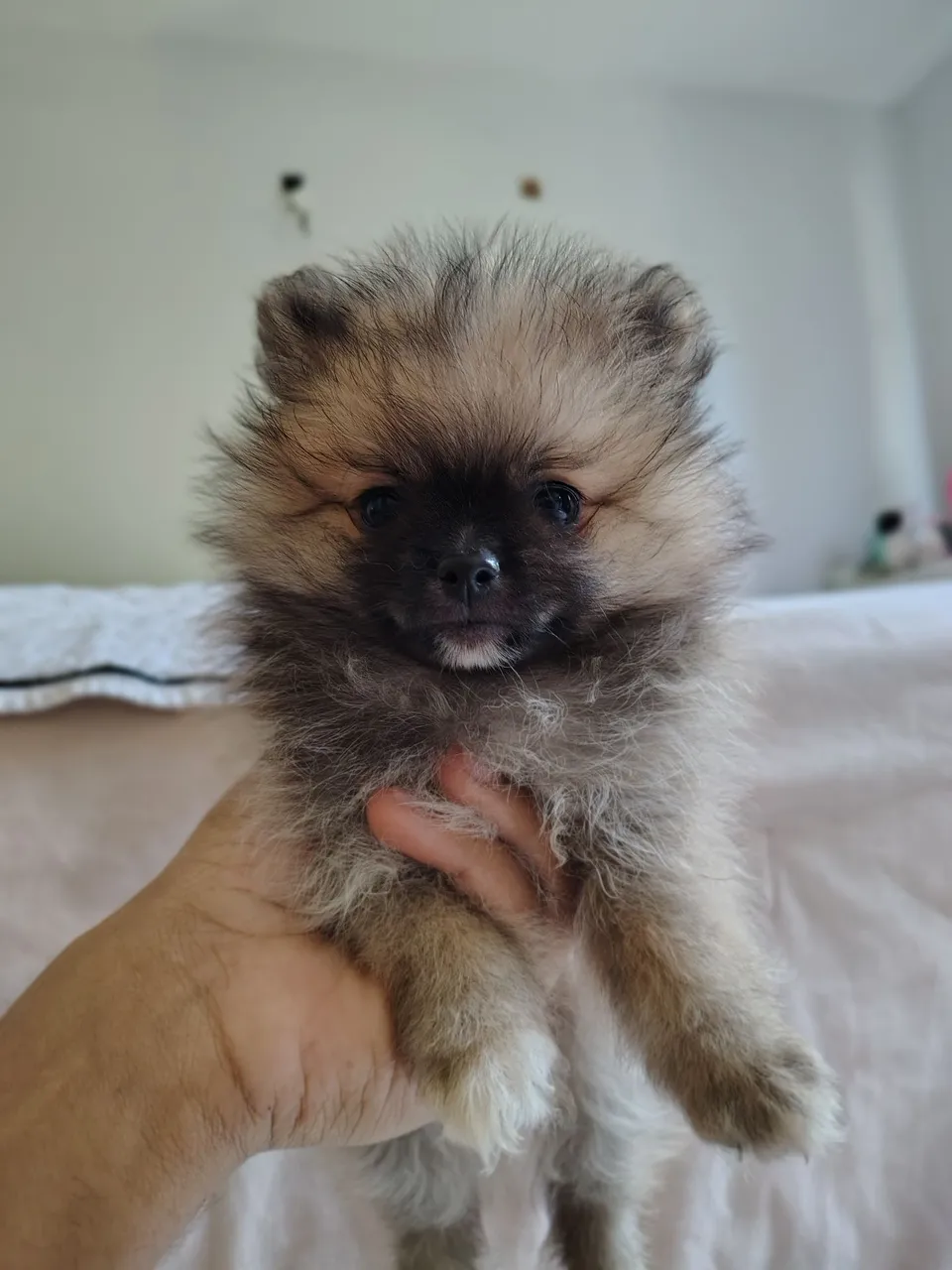 Filhote de Spitz Alemão Miniatura - Fofo e Charmoso!