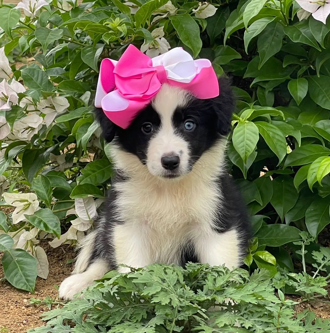 Border Collie Fêmea com Laço