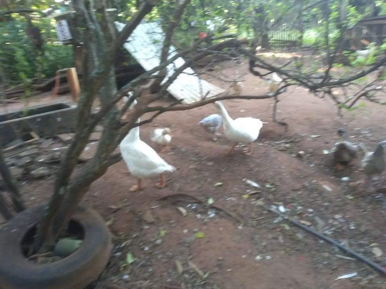 Aves - Galinhas comuns, ornamentais, marrecos e gansos - Foto 6