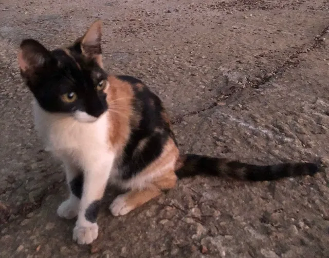 Lindos gatinhos para adoção!