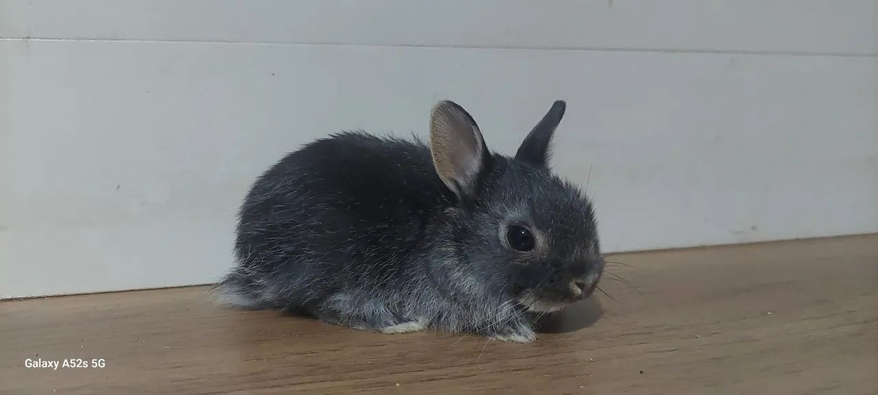 Mini coelhos netherland  - Foto 3