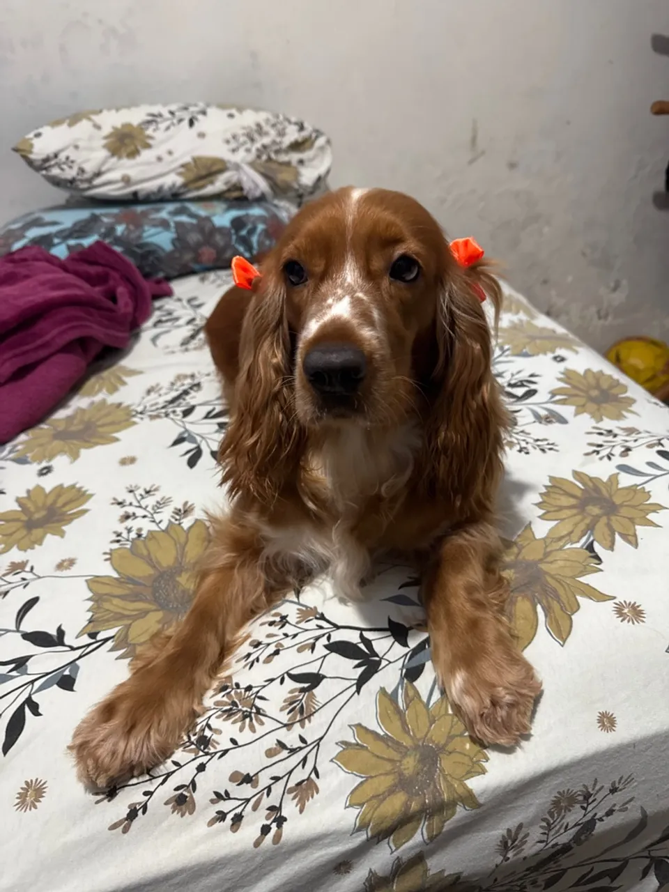 vendo cachorra fêmea