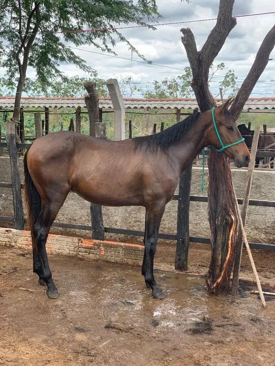 Potro MM, registrado. - Foto 2