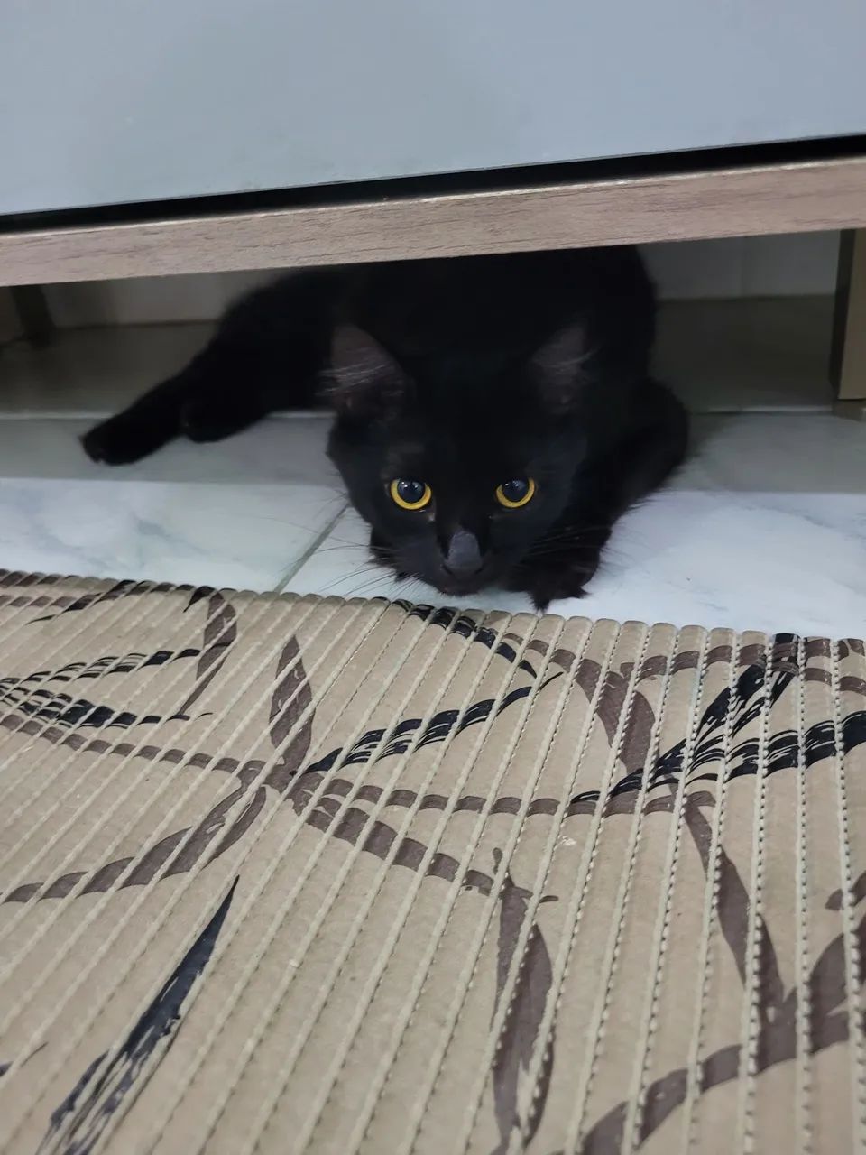 Doação responsável - Gata para Doação 