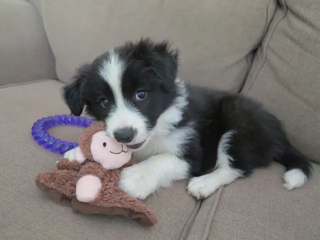 Border Collie - Macho com entrega em 5 dias 