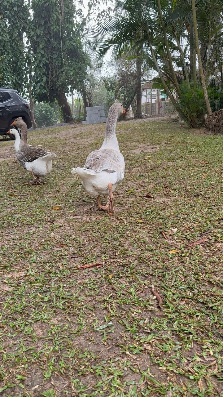 Gansos Romano de Tufo, Toulouse, Africano, Sebastopol, Sinaleiro Chines, Caipira
