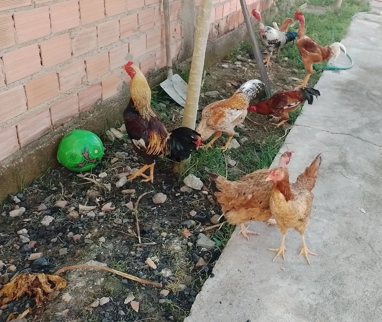 Galinhas caipiras saudáveis para venda