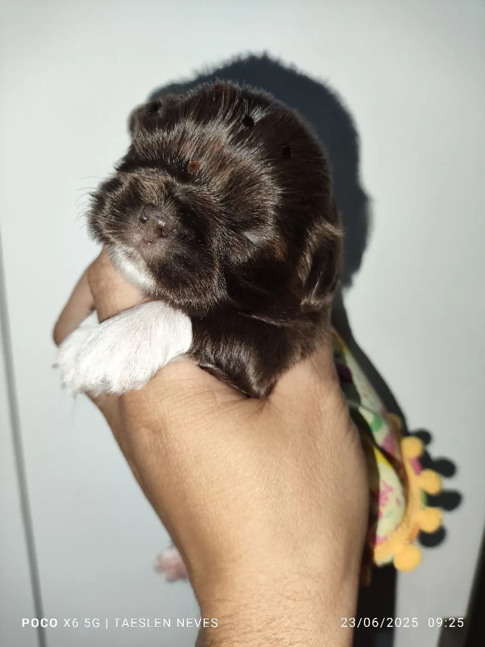 Filhote de Shih Tzu chocolate
