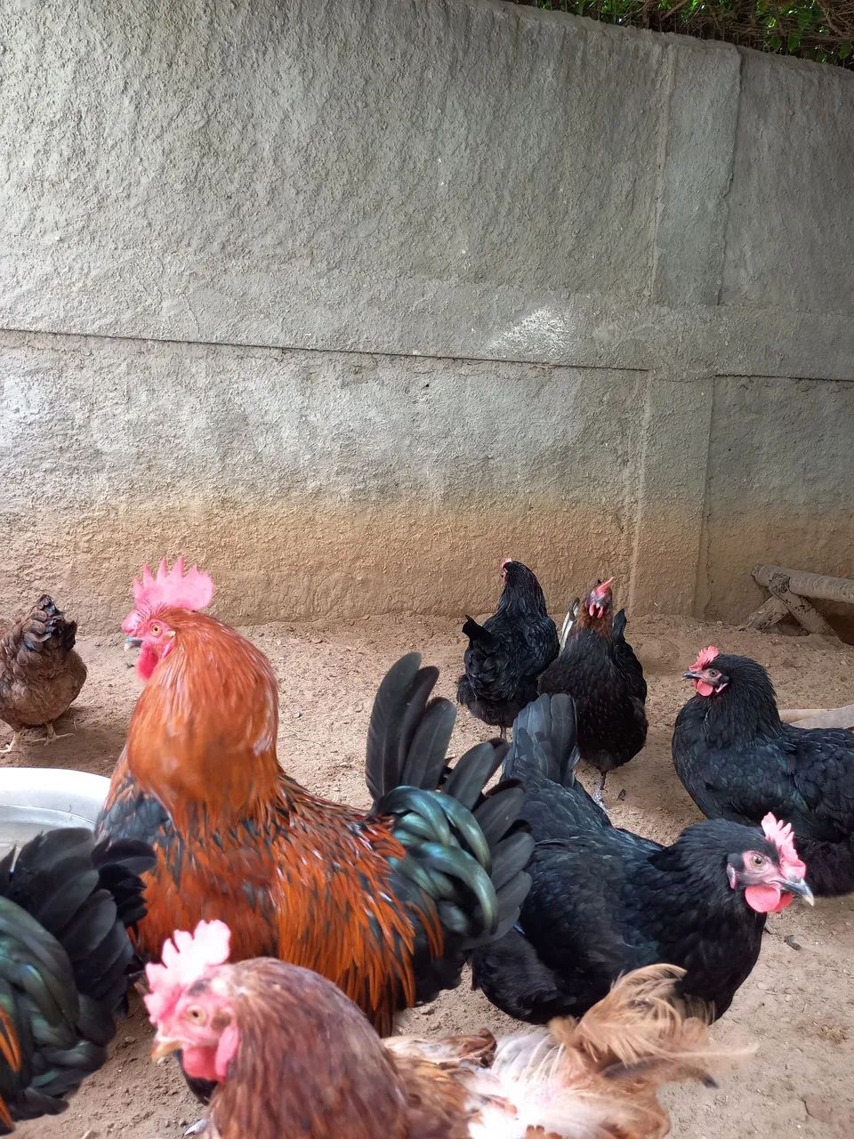 Galinhas Marans (ovos galados) - Foto 2