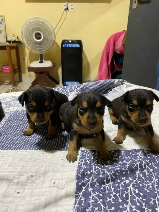 Vendo cachorro pincher - Foto 3