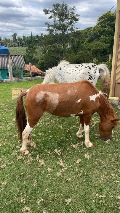 Pônei Fêmea Pampa de marron  - Foto 2