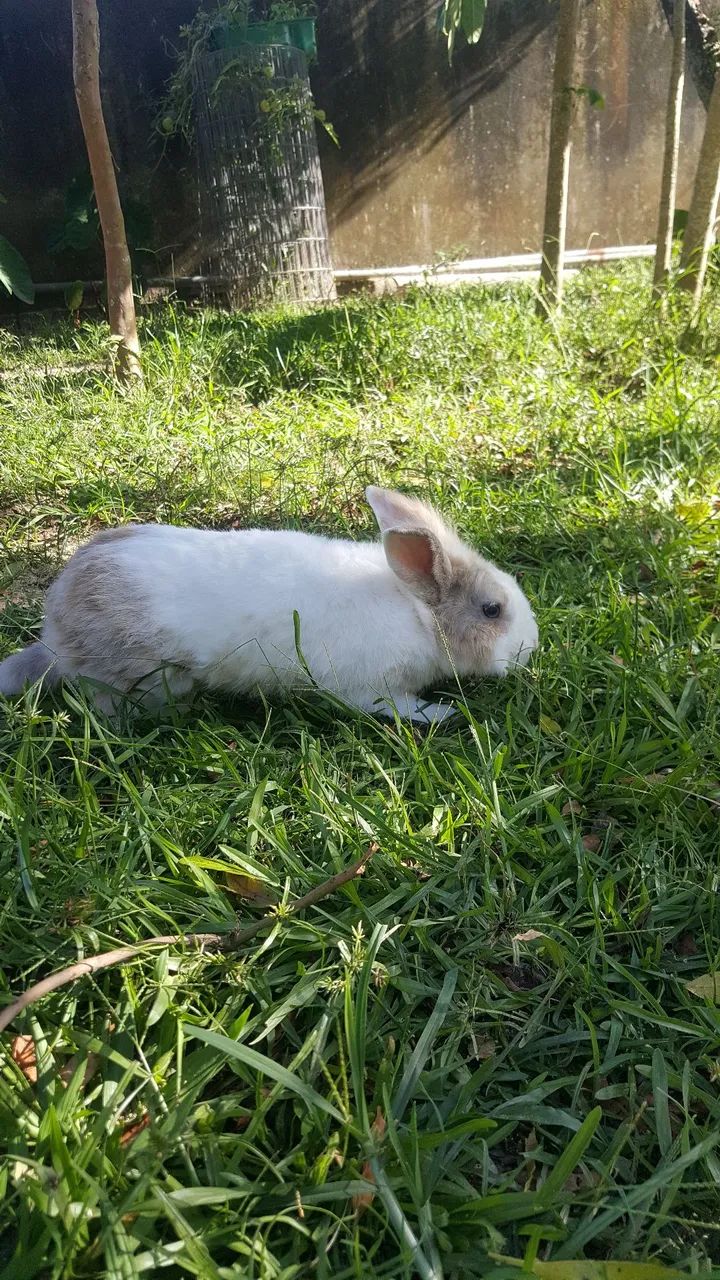 Coelho macho, bem cuidado 