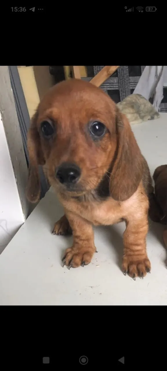 Filhote de Dachshund (Teckel) 