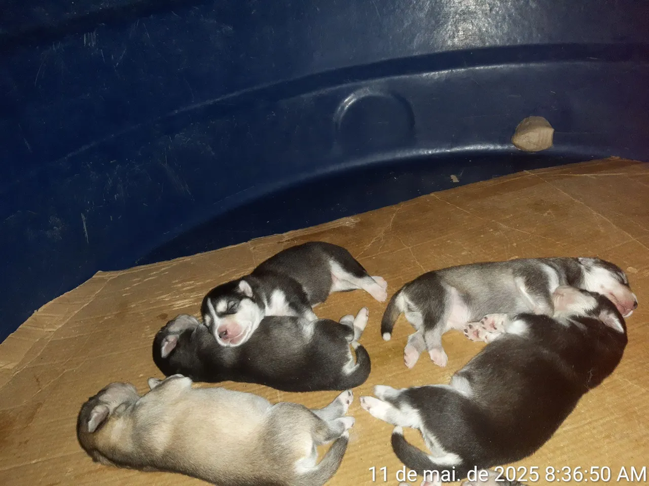 Filhotes de Husky Siberiano