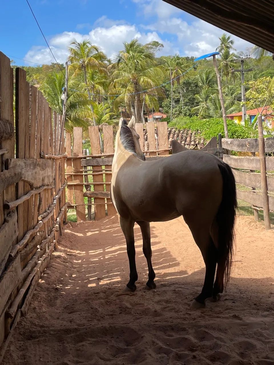 Cavalo Mangalarga Marchador - Foto 4