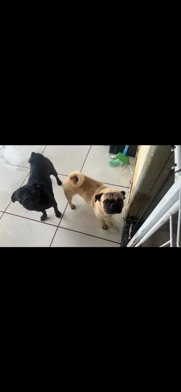 Casal de cachorros  - Foto 3