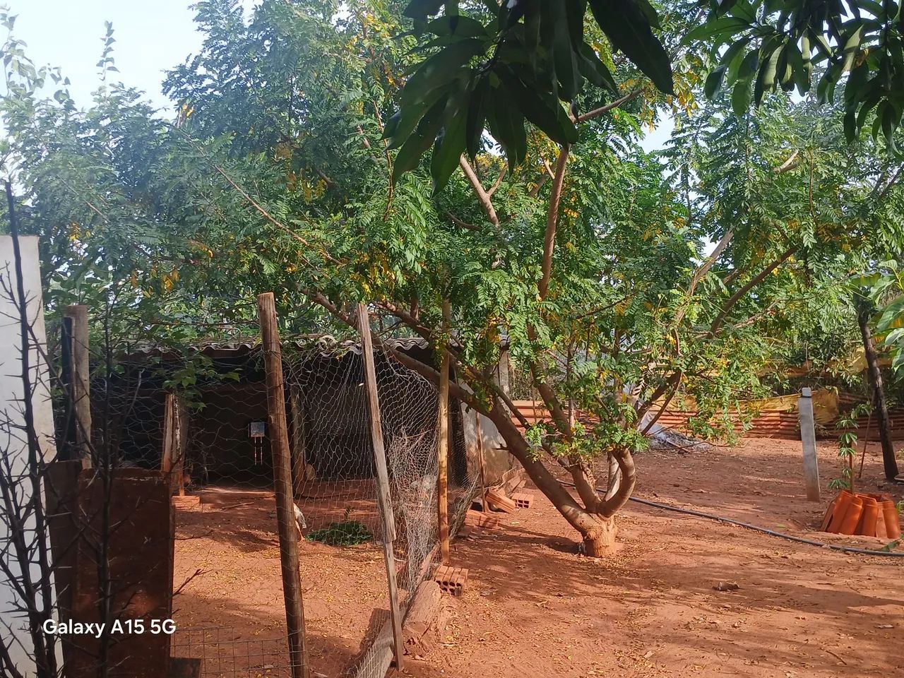 Vendo chácara   toda plantada  - Foto 2