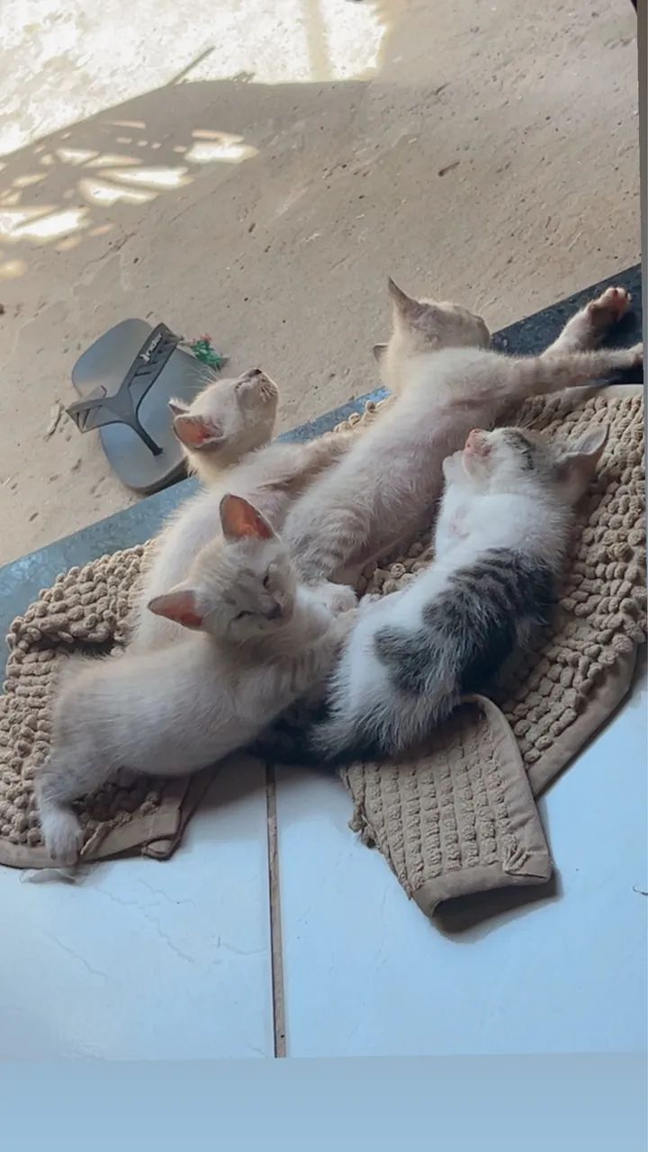 Gatinhos lindos - Foto 2
