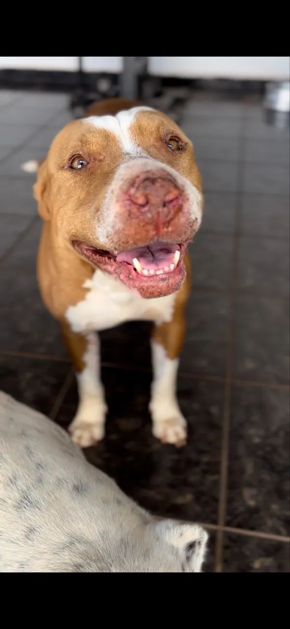 Doa-se pit bull