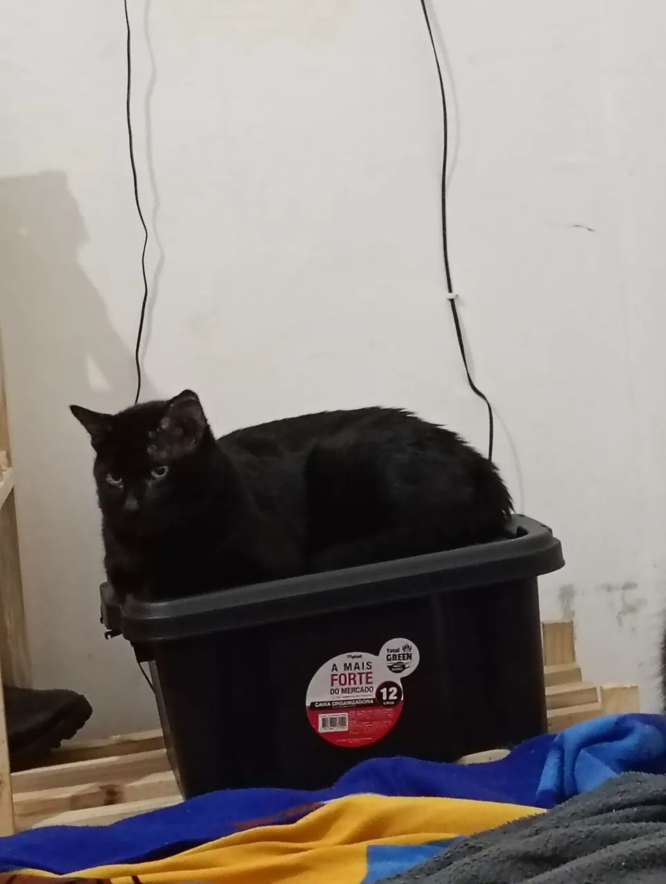Doação de gato - Foto 2