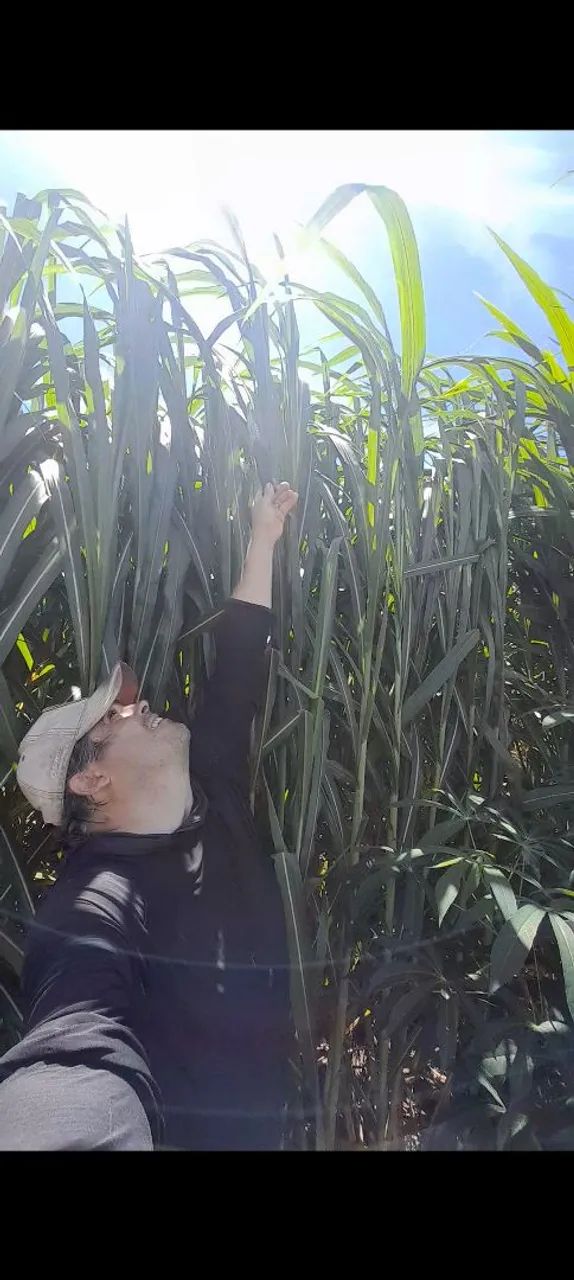 AS CHUVAS ESTA CHEGANDO PLANTE CAPIAÇU E NAO SOFRA NO VERAO - Foto 2