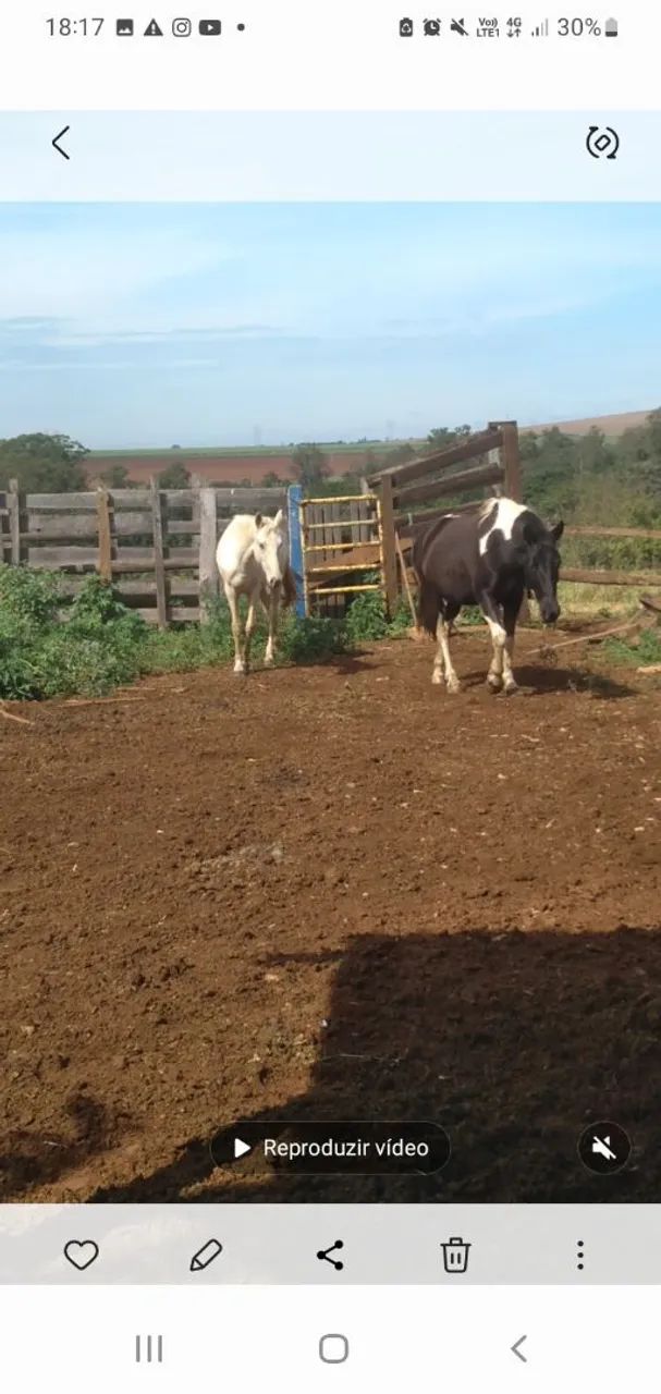 Vende-se duas eguas - Foto 3