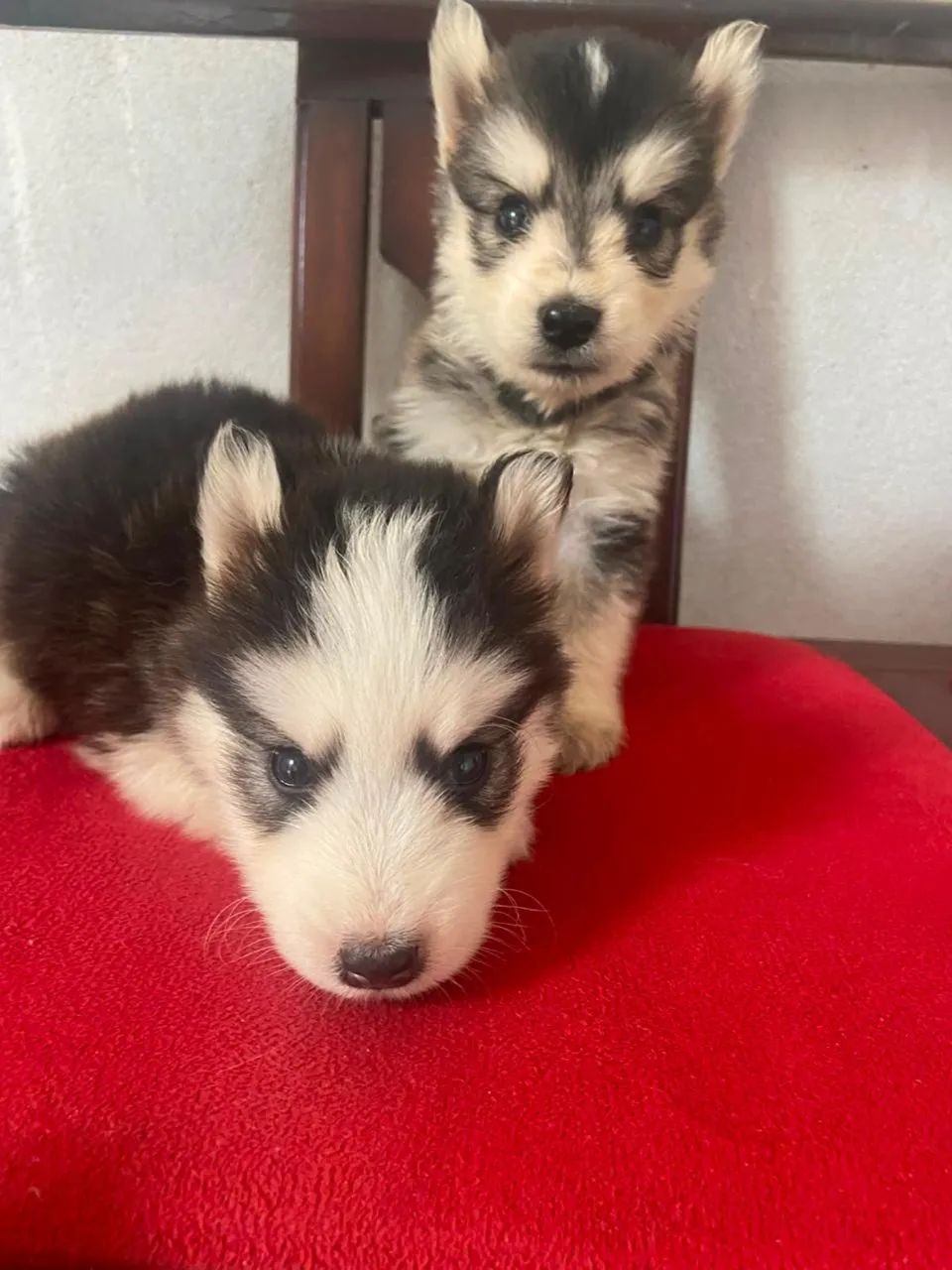 Filhotes de Husky Siberiano  - Foto 2