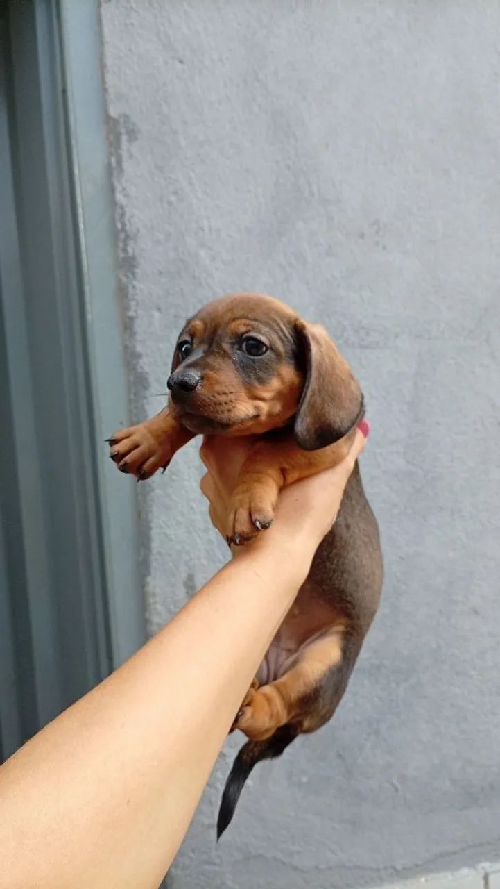 Dachshund  - Foto 3