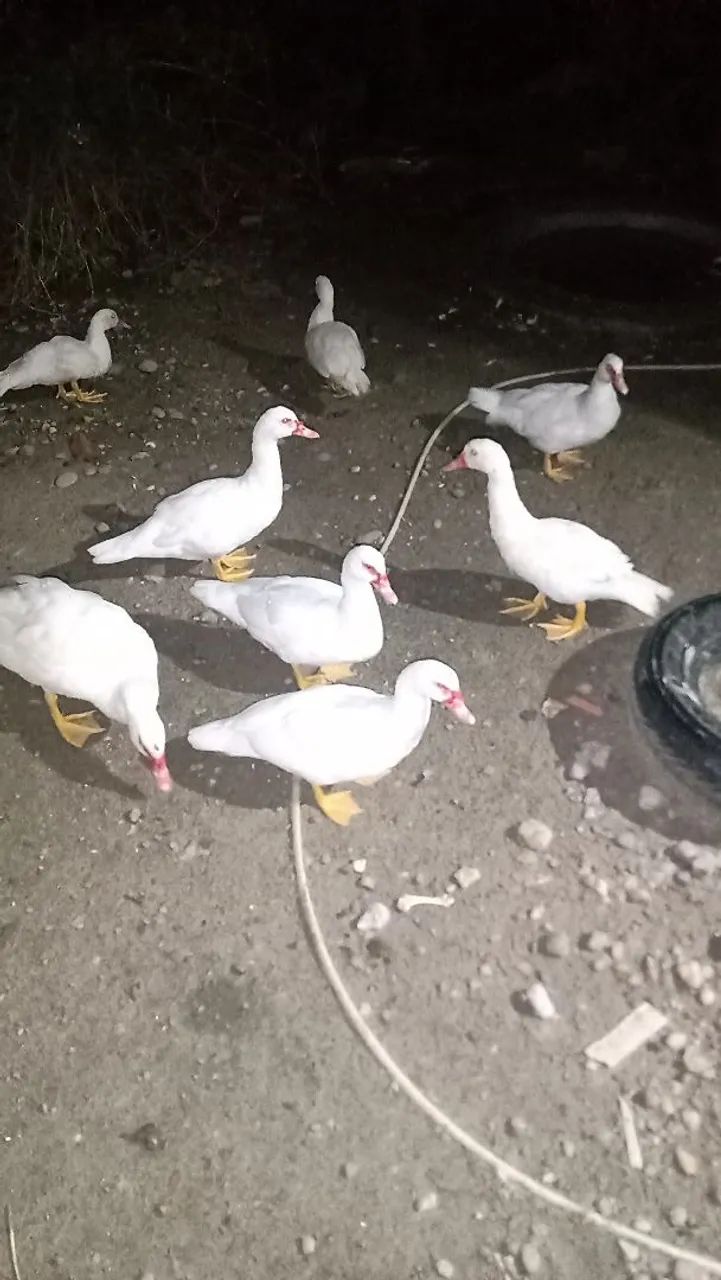 Vende-se patos 