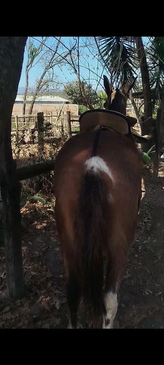 Burro top a venda mansinho - Foto 2