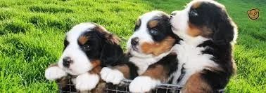 O bernese é muito calmo.