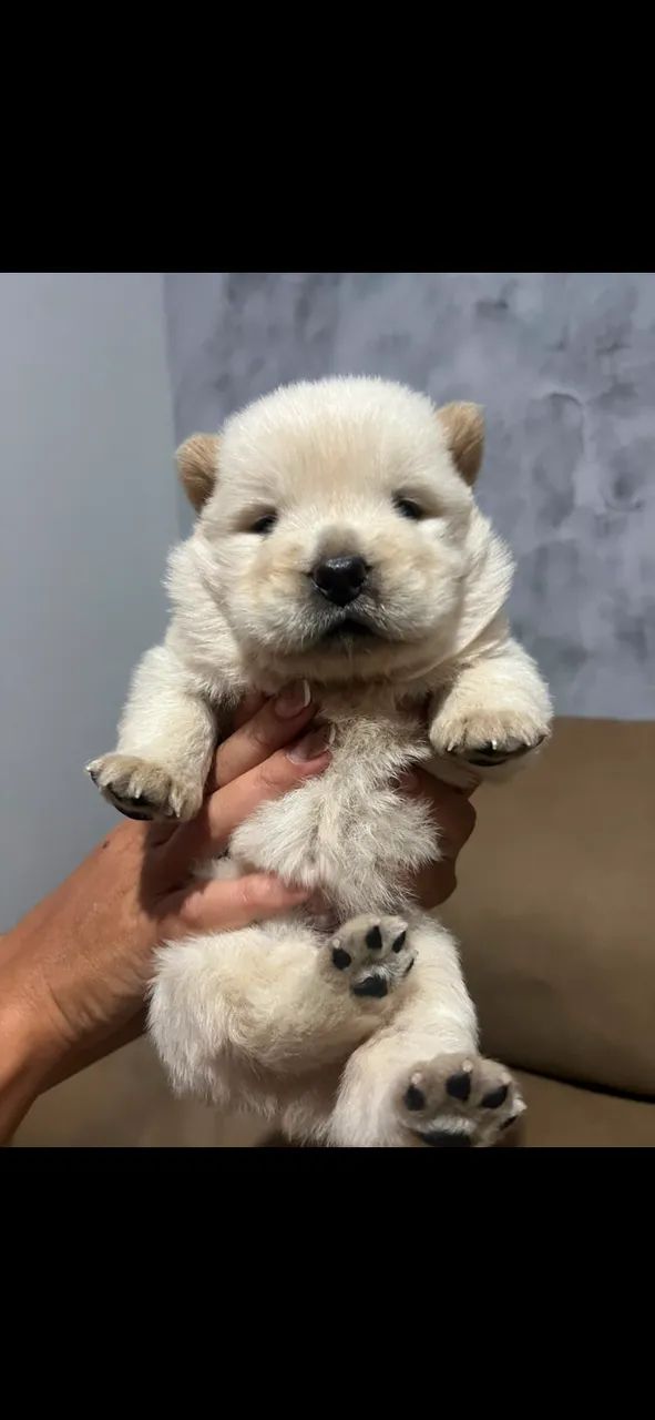Filhote de chow chow - Foto 2