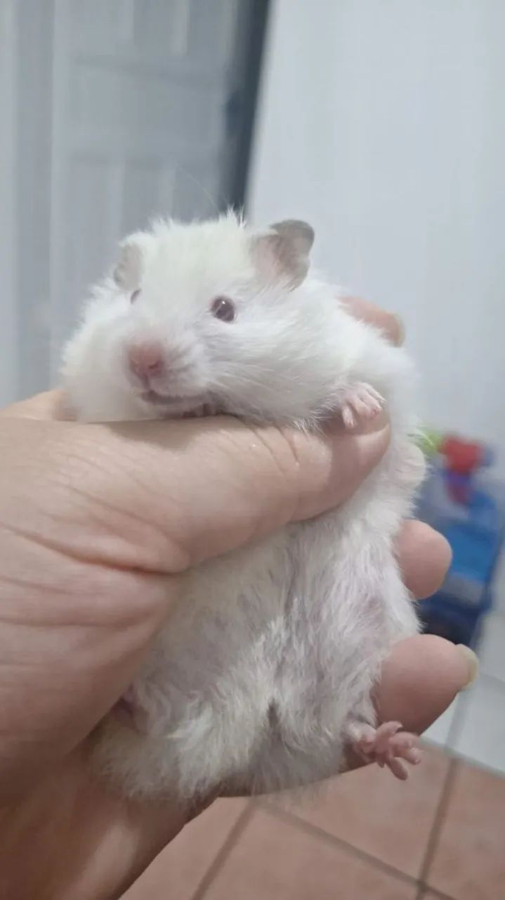 Filhote de hamster guará