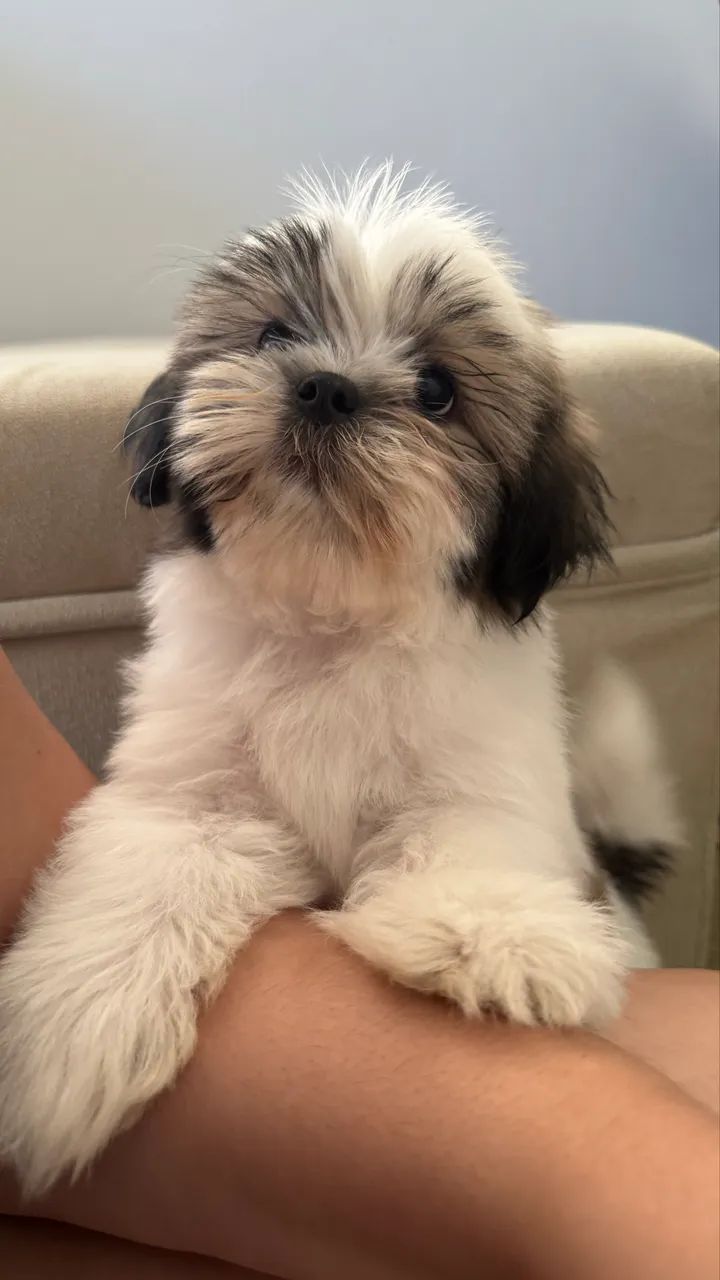 Shih tzu - Foto 4