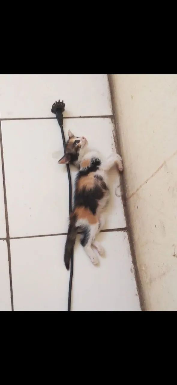 Adoção de gata fêmea contato: *