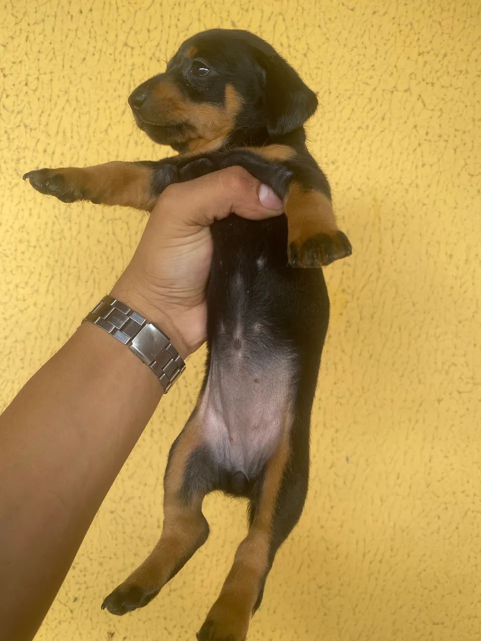 Cachorrinhos Salsichas(Dachshund) - Foto 4