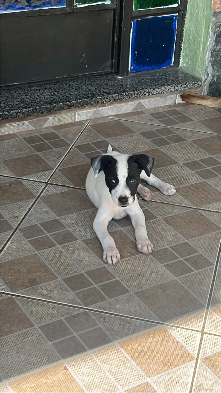 Doação  - Foto 4
