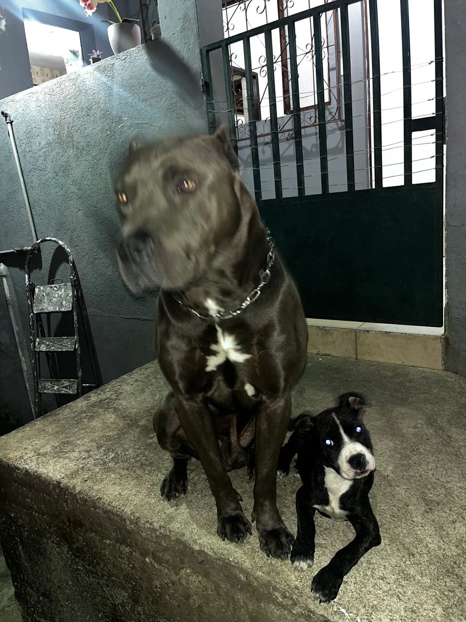 Filhote pitbull 