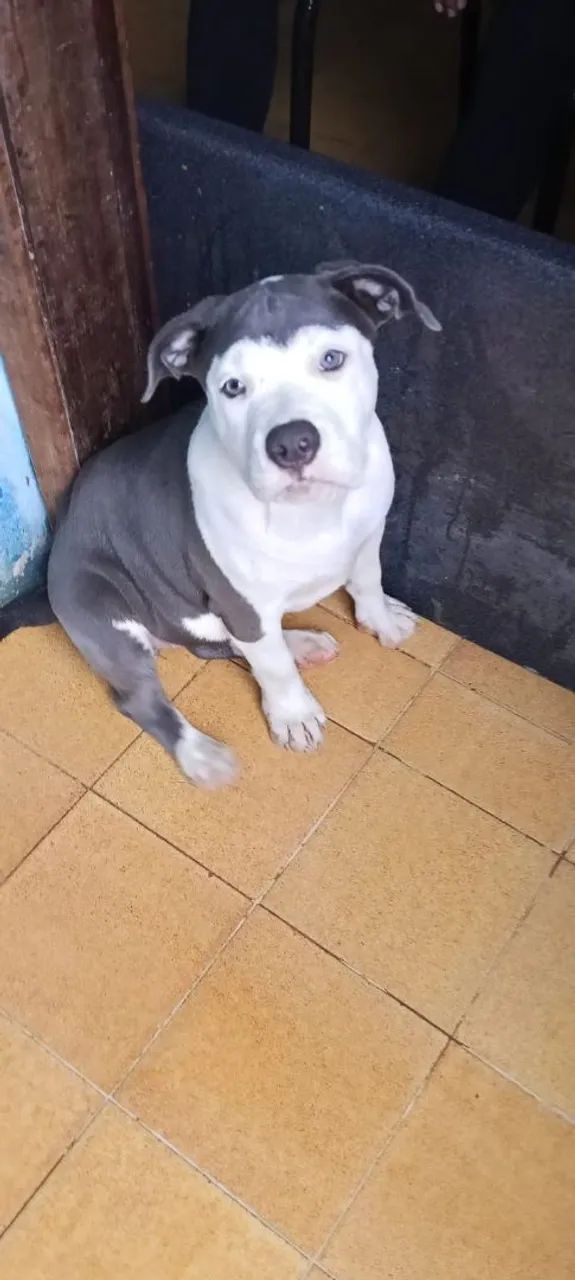 American Bully 