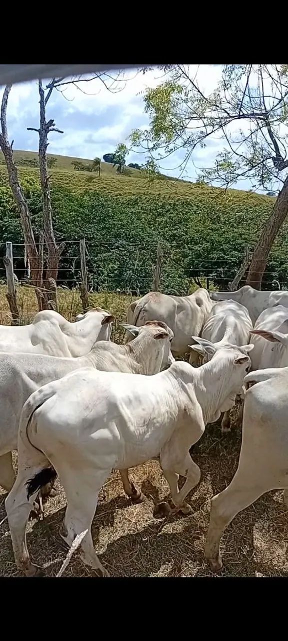 Bezerros Nelore  - Foto 5