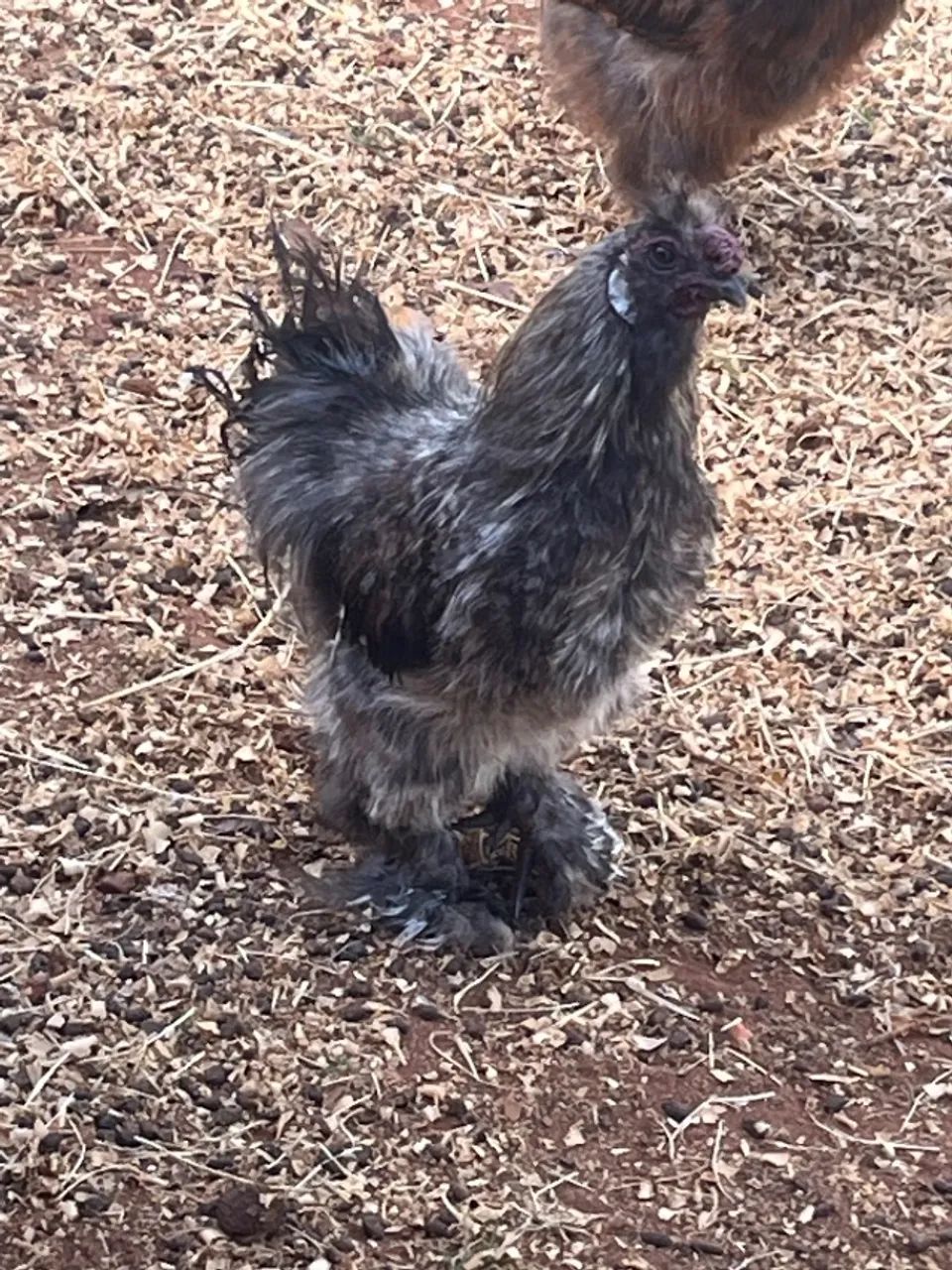 Sedosa do Japão (galo) - Foto 2